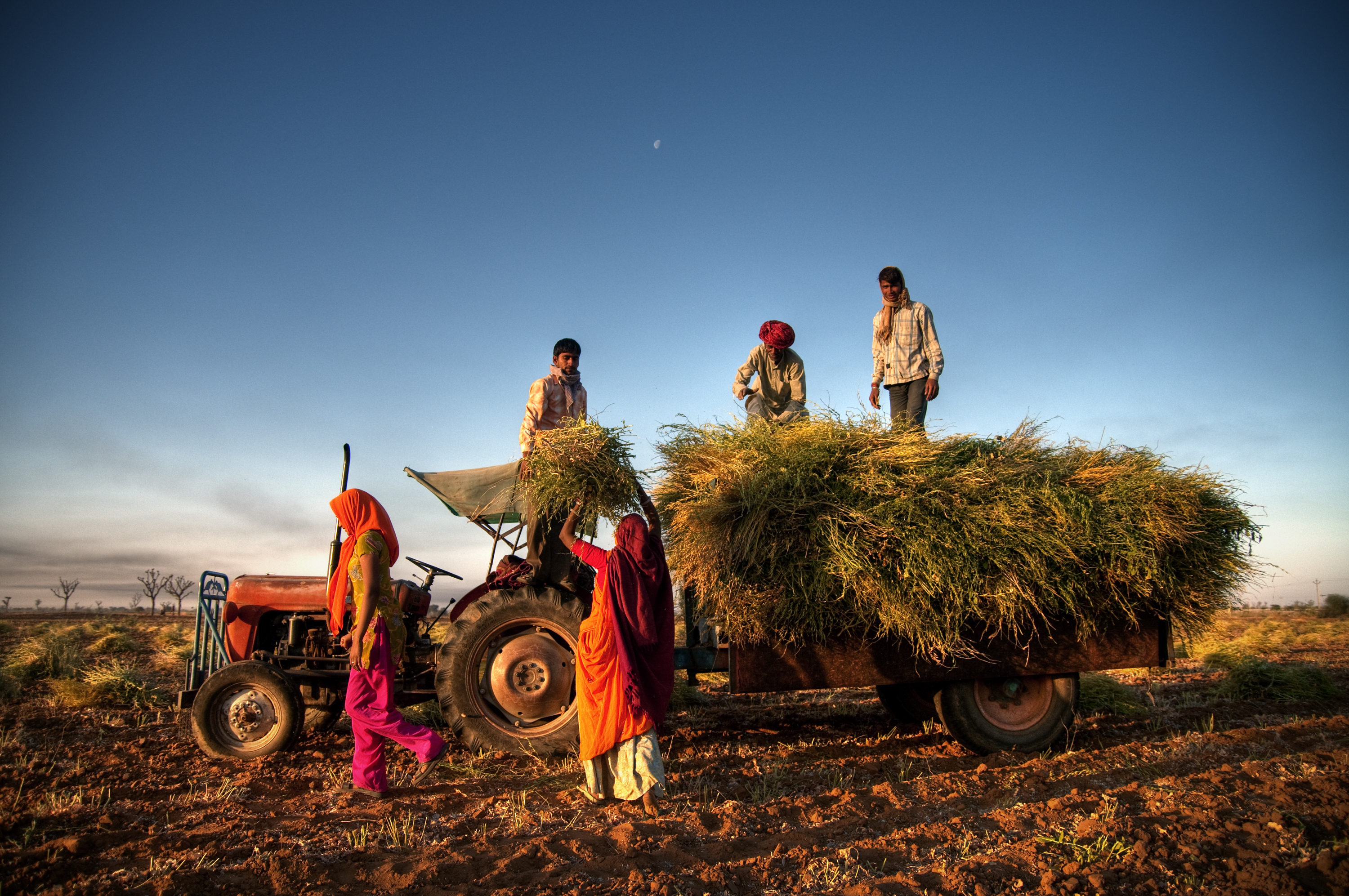 Family harvesting crops together in rural Jaipur, India.