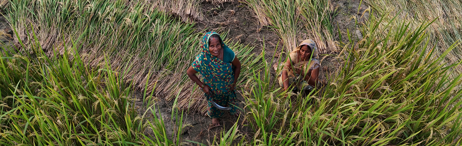 Two women standing in a rice field, harvesting crops by hand.