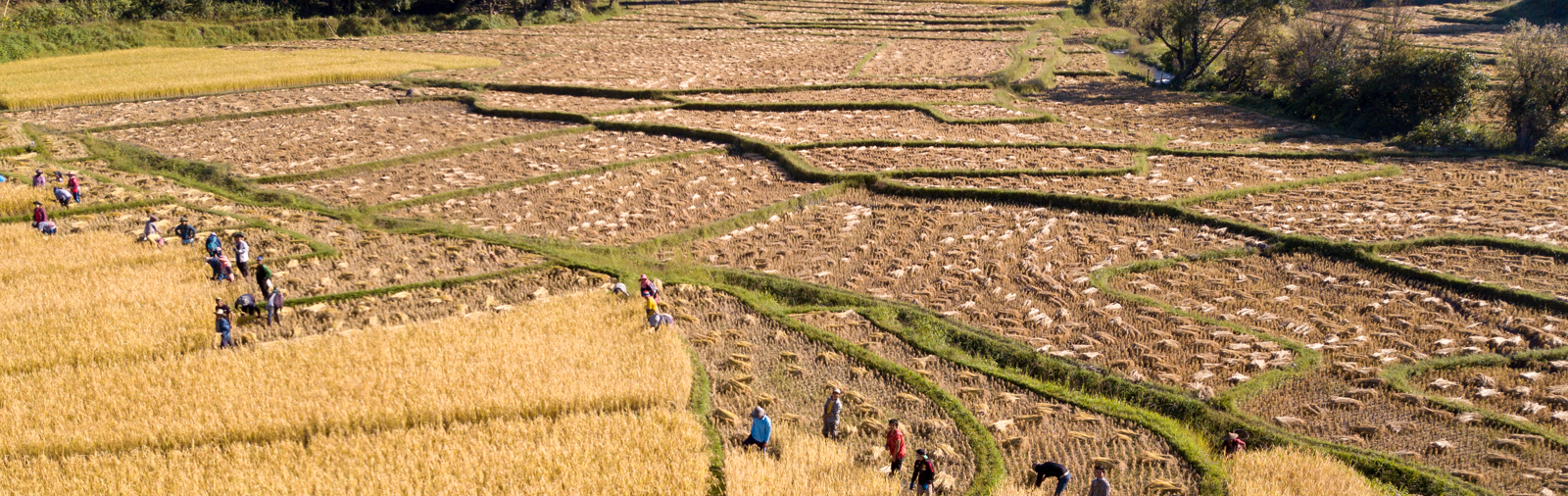 Farmers harvesting golden rice in a field in Thailand.