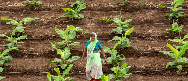 Young banana plants under drip irrigation system in Madhya Pradesh, India.