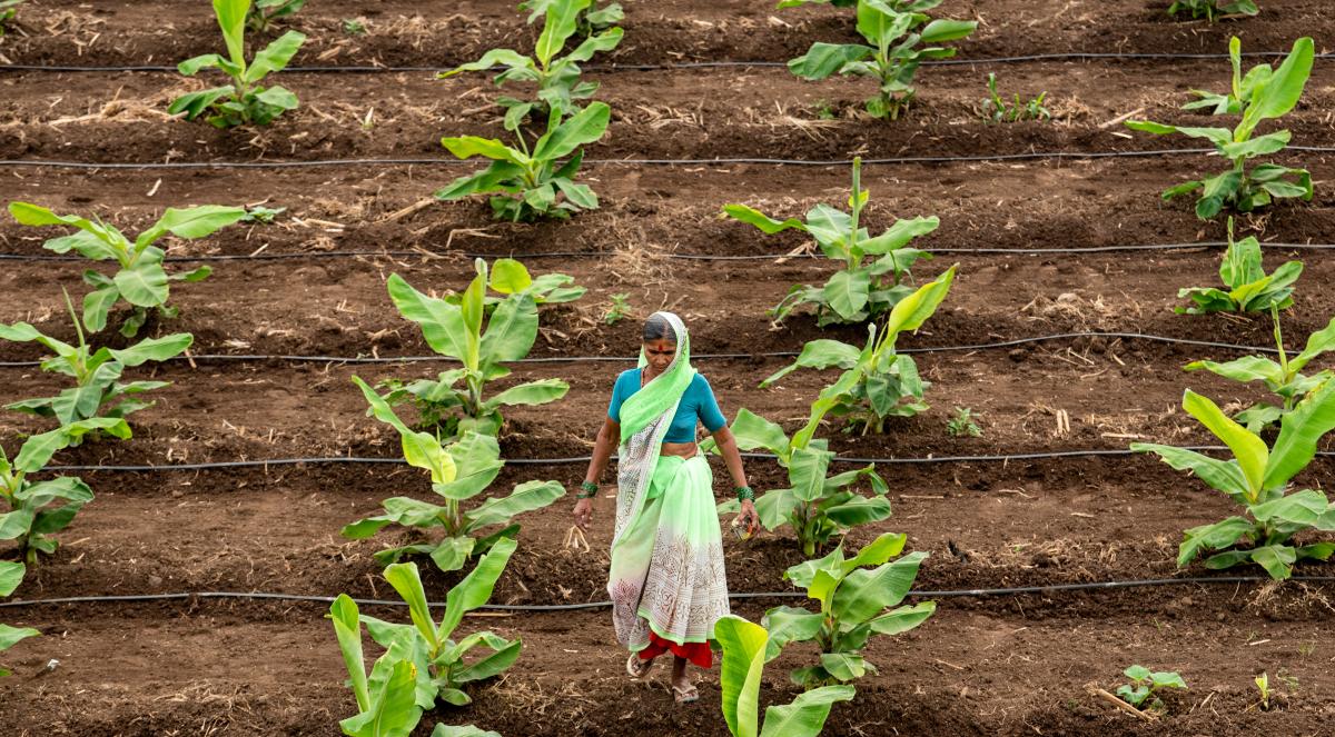 Young banana plants under drip irrigation system in Madhya Pradesh, India.