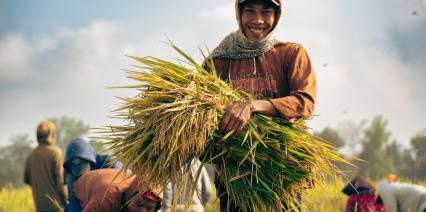 Asian farmer carrying harvested rice stalks with a smile.