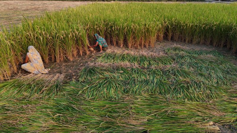 Two women harvesting rice by hand in a lush green paddy field.