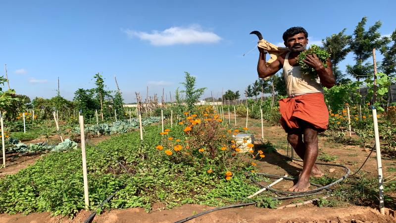 Farmer working on farmland in Karnataka, India.