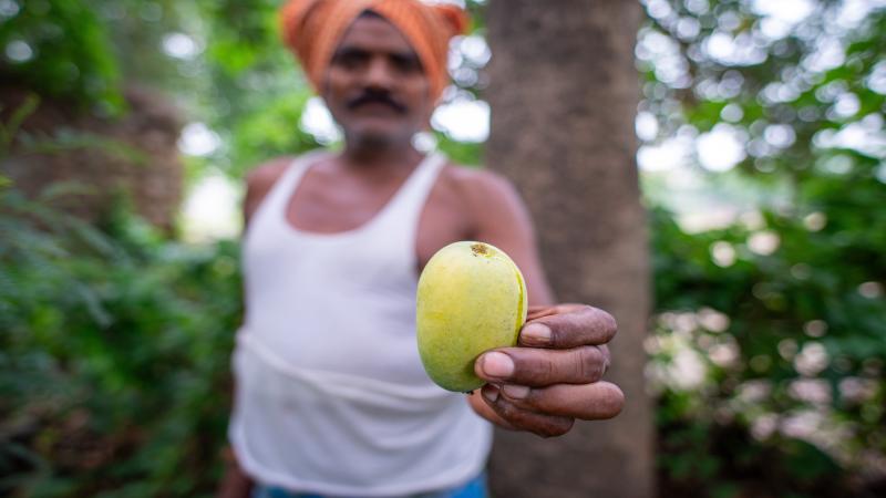 Farmer displaying a freshly ripe mango with pride.