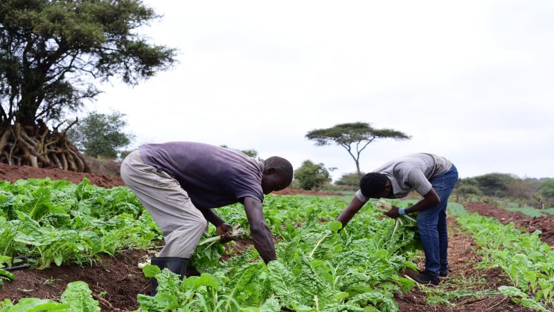 Farmers harvesting vegetables using a drip irrigation scheme in Kenya.