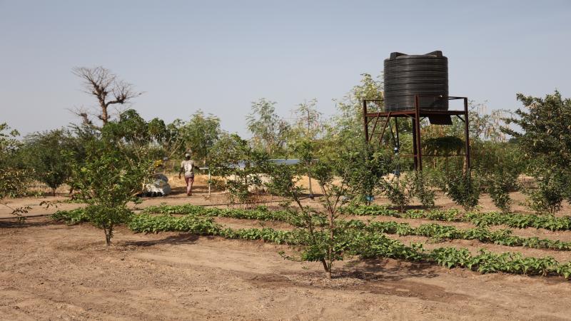 Solar-powered drip irrigation system in a rural field in Senegal.