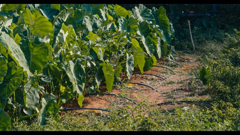 Close-up of a drip irrigation system watering lush green plants in a field.