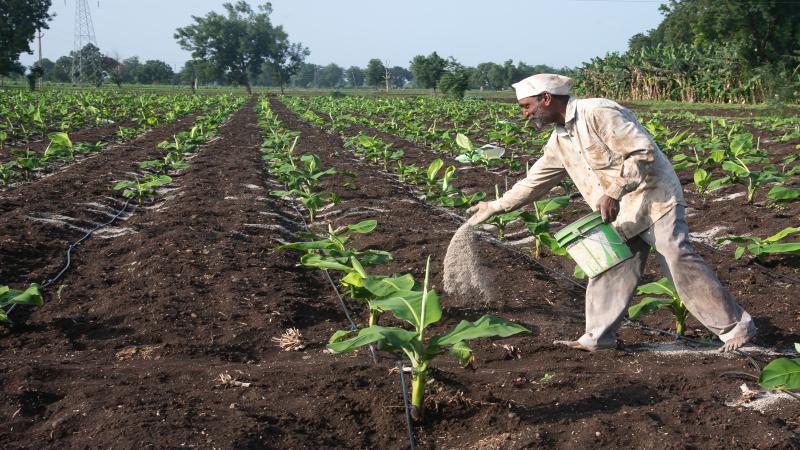 Farmers fertilizing banana crops in Maharashtra, India.