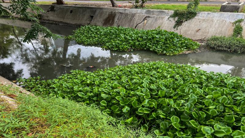 Water hyacinths covering polluted rivers in urban areas.