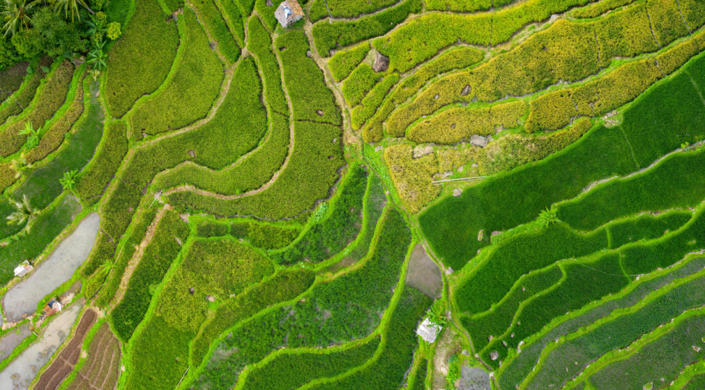 Aerial view of terraced rice fields with vibrant green patches and small structures scattered throughout.