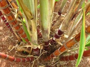 Sugarcane red outwire by Matt Jacoby