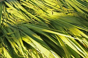 Sugarcane leaves India